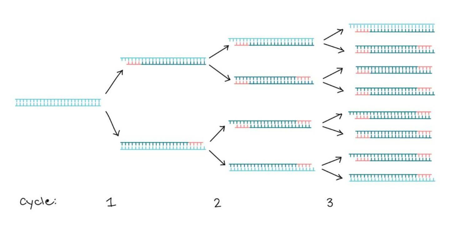 Scientific presentation showing DNA & RNA sequencing