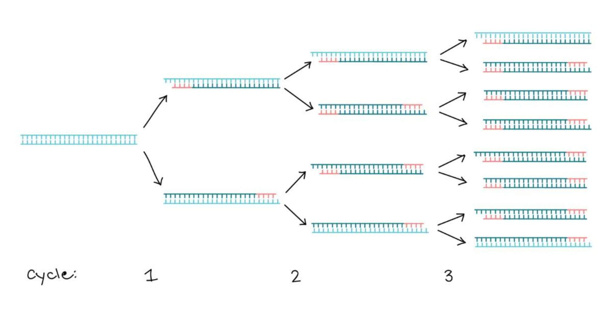 Multiplex PCR and Infectious Disease Diagnosis QuantuMDx