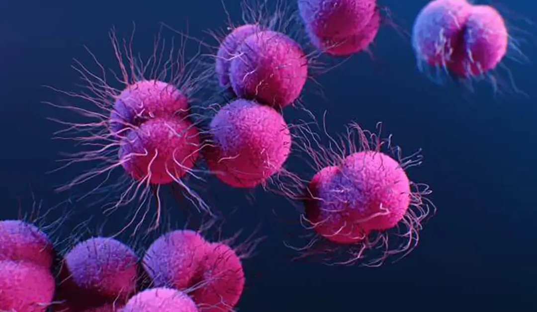 The Rise of Multi-Drug Resistant Gonorrhoea